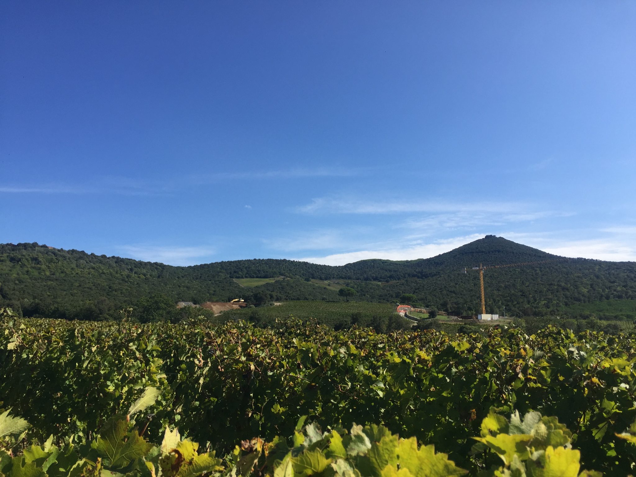 Brunello di Montalcino Vineyards